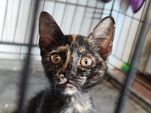 PEBBLES, Katze, Europäisch Kurzhaar in Spanien