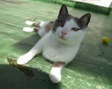 LESLIE, Katze, Europäisch Kurzhaar in Spanien - Bild 5