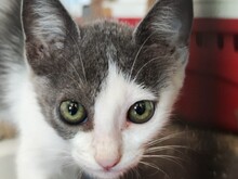LESLIE, Katze, Europäisch Kurzhaar in Spanien - Bild 6