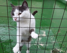 LESLIE, Katze, Europäisch Kurzhaar in Spanien - Bild 7
