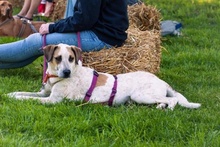 KIKY, Hund, Mischlingshund in Minden - Bild 14