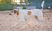 KIKY, Hund, Mischlingshund in Minden - Bild 3