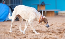 KIKY, Hund, Mischlingshund in Minden - Bild 4