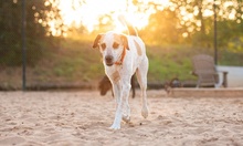 KIKY, Hund, Mischlingshund in Minden - Bild 5