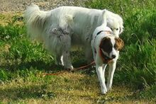 MARTA, Hund, Epagneul Breton-Mix in Berlin - Bild 14