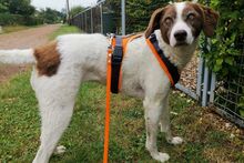 MARTA, Hund, Epagneul Breton-Mix in Berlin - Bild 6