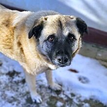 JESSICA, Hund, Kangal-Mix in Rumänien - Bild 1