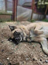 JESSICA, Hund, Kangal-Mix in Rumänien - Bild 10