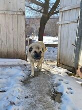 JESSICA, Hund, Kangal-Mix in Rumänien - Bild 2