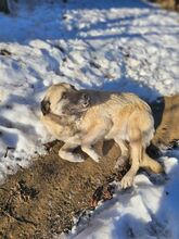 JESSICA, Hund, Kangal-Mix in Rumänien - Bild 3