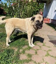 JESSICA, Hund, Kangal-Mix in Rumänien - Bild 5