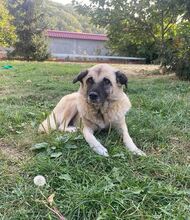 JESSICA, Hund, Kangal-Mix in Rumänien - Bild 7