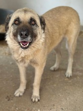 JESSICA, Hund, Mischlingshund in Rumänien