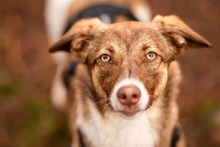 ASPEN, Hund, Mischlingshund in Alfter