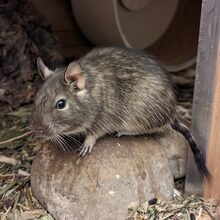 PIXELBOOSEPPI, Nager, Degu in Obermichelbach - Bild 2