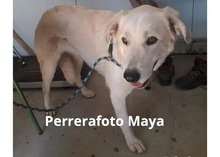 MAYA, Hund, Mischlingshund in Spanien - Bild 7