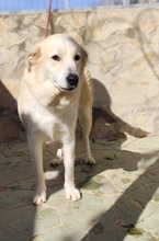 MAYA, Hund, Mischlingshund in Spanien - Bild 8