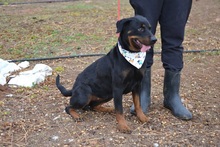 LUA, Hund, Rottweiler in Mamming - Bild 2