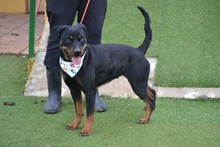 LUA, Hund, Rottweiler in Mamming - Bild 4