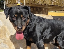 LUA, Hund, Rottweiler in Mamming - Bild 5