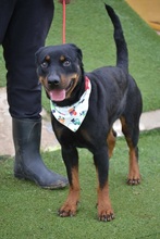 LUA, Hund, Rottweiler in Mamming - Bild 7