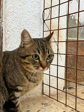 NATTAN, Katze, Europäisch Kurzhaar in Spanien