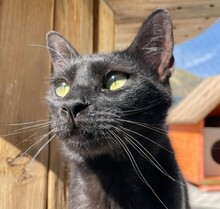 NATTAN, Katze, Europäisch Kurzhaar in Spanien - Bild 9