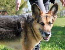 MURPHY, Hund, Deutscher Schäferhund-Mix in Rostock - Bild 2