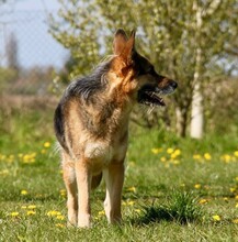 MURPHY, Hund, Deutscher Schäferhund-Mix in Rostock - Bild 3