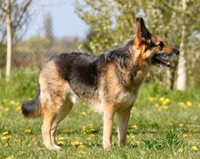 MURPHY, Hund, Deutscher Schäferhund-Mix in Rostock - Bild 4