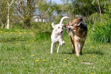 MURPHY, Hund, Deutscher Schäferhund-Mix in Rostock - Bild 8