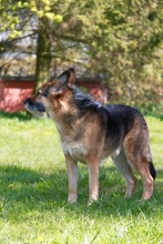 MURPHY, Hund, Deutscher Schäferhund-Mix in Rostock - Bild 9