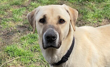 TATLI, Hund, Kangal-Mix in Külsheim - Bild 1