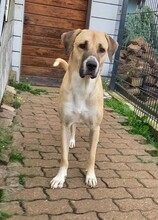 TATLI, Hund, Kangal-Mix in Külsheim - Bild 2