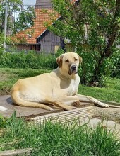 TATLI, Hund, Kangal-Mix in Külsheim - Bild 3