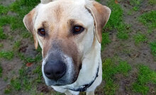 TATLI, Hund, Kangal-Mix in Külsheim - Bild 4