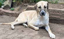 TATLI, Hund, Kangal-Mix in Külsheim - Bild 5