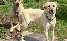 TATLI, Hund, Kangal-Mix in Külsheim - Bild 6