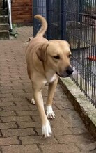 MELIHA, Hund, Labrador-Herdenschutzhund-Mix in Külsheim - Bild 1