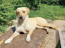 MELIHA, Hund, Labrador-Herdenschutzhund-Mix in Külsheim - Bild 2