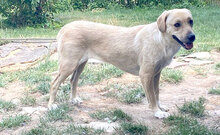 MELIHA, Hund, Labrador-Herdenschutzhund-Mix in Külsheim - Bild 3