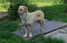 MELIHA, Hund, Labrador-Herdenschutzhund-Mix in Külsheim - Bild 4