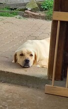 MELIHA, Hund, Labrador-Herdenschutzhund-Mix in Külsheim - Bild 5