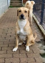 MELIHA, Hund, Labrador-Herdenschutzhund-Mix in Külsheim - Bild 6