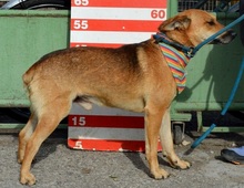 INKY, Hund, Mischlingshund in Slowakische Republik - Bild 10