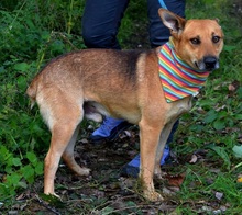 INKY, Hund, Mischlingshund in Slowakische Republik - Bild 2