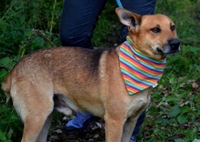 INKY, Hund, Mischlingshund in Slowakische Republik - Bild 3