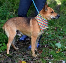 INKY, Hund, Mischlingshund in Slowakische Republik - Bild 4