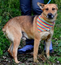 INKY, Hund, Mischlingshund in Slowakische Republik - Bild 5