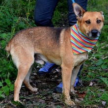 INKY, Hund, Mischlingshund in Slowakische Republik - Bild 8